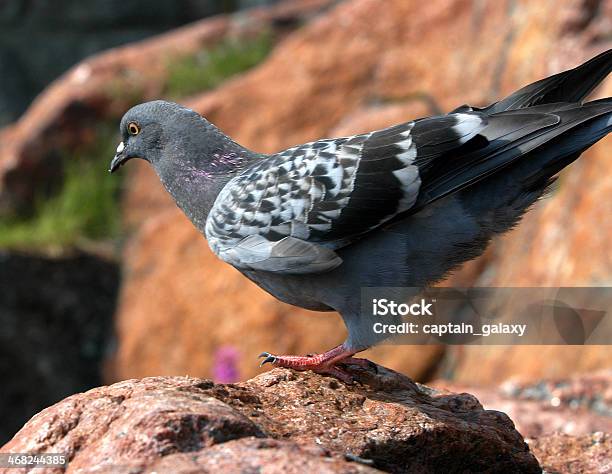 Dove Bird World Stock Photo - Download Image Now - Bird, Brown Bear, Dove - Bird