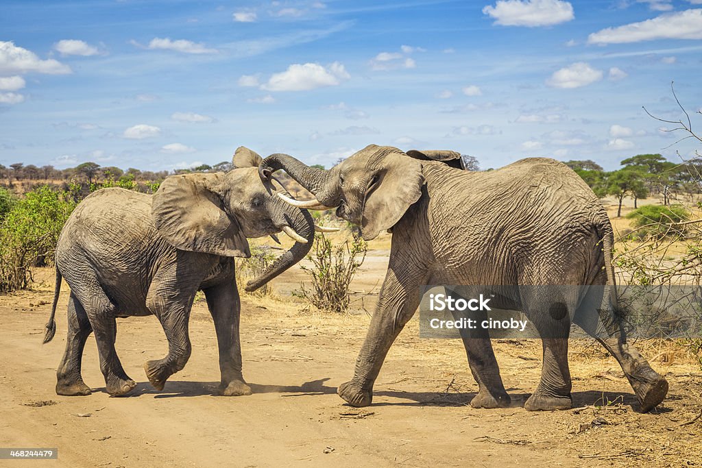 Pair of African bush elephant copulating in Tarangire National Park A pair of African bush elephant copulating in the Tarangire National Park / Tanzania. Tarangire National Park Stock Photo