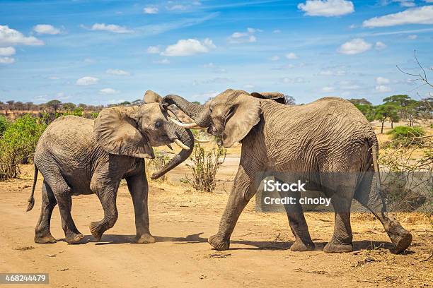 Pair Of African Bush Elephant Copulating In Tarangire National Park Stock Photo - Download Image Now