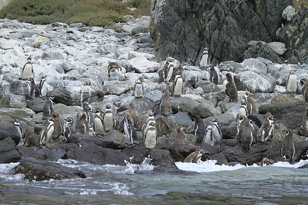 istock Damas Island near La Serena Chile 468244486