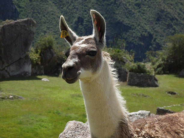 Alpaca stock photo