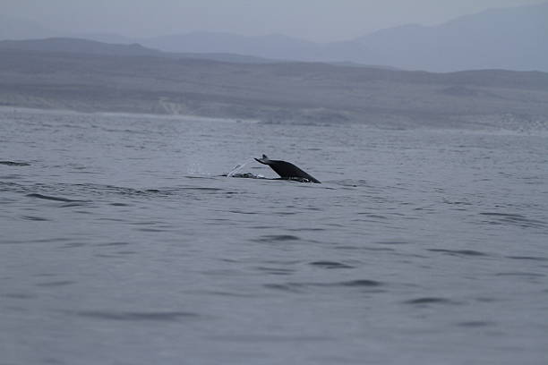 istock Damas Island near La Serena Chile 468247350