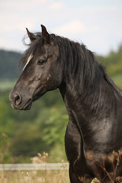 Black welsh cob horse in front of fields and valleys stock photo