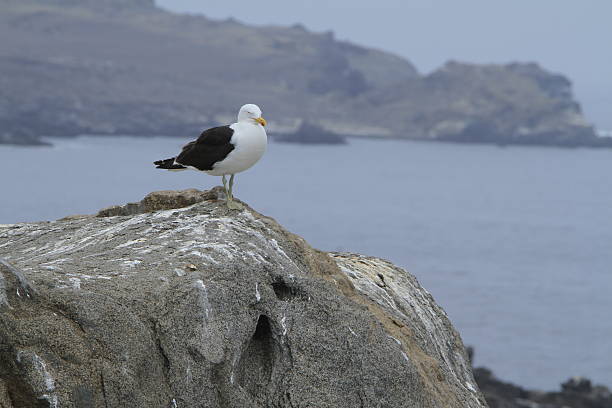 istock Damas Island near La Serena Chile 468250140