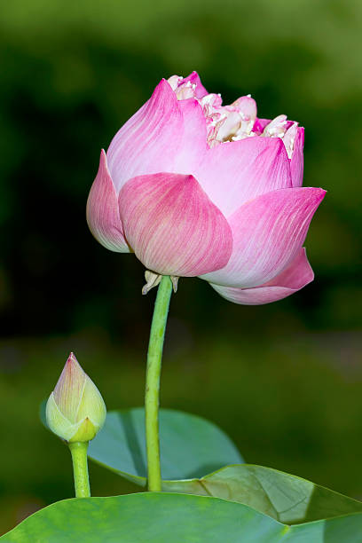 istock Lotus flower plants in thailand 468250498