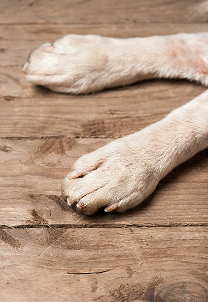 istock dog feet and legs on wood 468251142