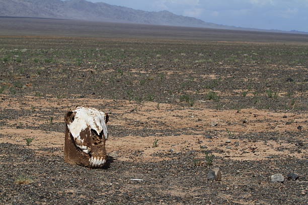 pferde und kuhschädel in der wüste 고비 - animal skull drought animal bone dry 뉴스 사진 이미지