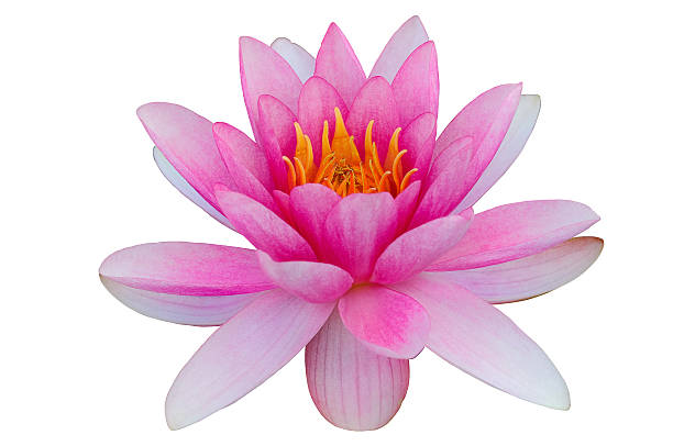 istock Pink water lily white background clip art clipping path 468253222