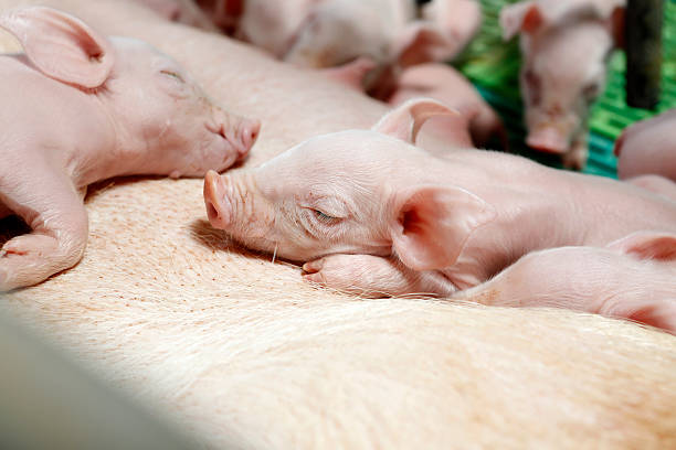 istock Little piglet sleep on mom 468253272