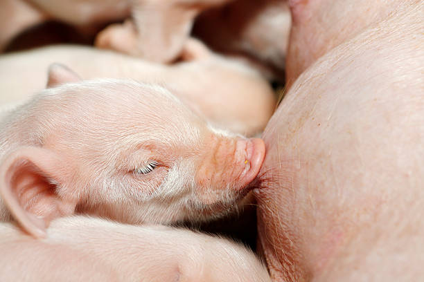 istock Little piglets suckling their mother 468253280
