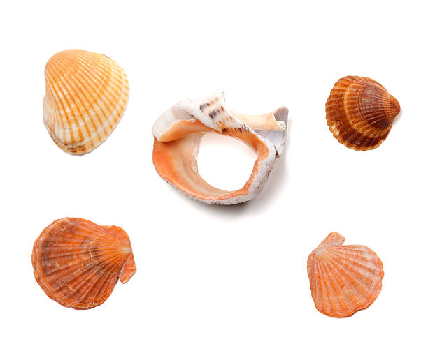 istock Broken rapana and seashells isolated on white background 468253778