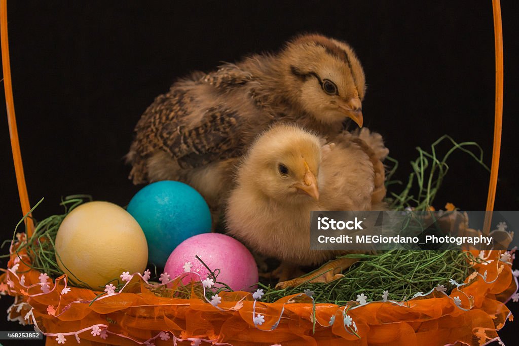 Chicks in Easter Basket and Colored Easter Eggs Two baby chicks in Easter basket with colored eggs 2015 Stock Photo