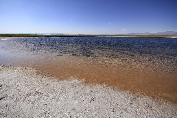 istock Laguna Cejar, Atacama, Chile 468254188