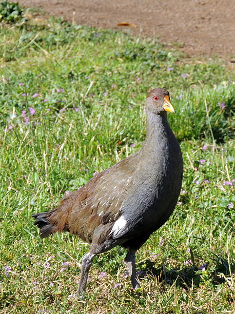 gallina nativo orsino - tasmanian animals foto e immagini stock