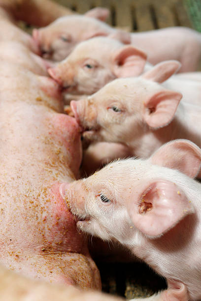 istock Little piglets suckling their mother 468256986