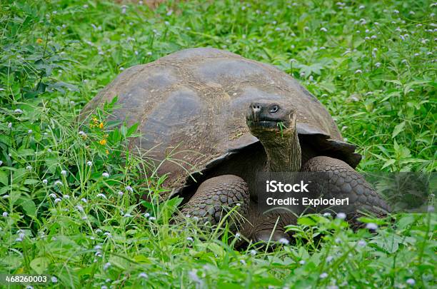 Giant Galapagos Tortoise Stock Photo - Download Image Now - Charles Darwin - Naturalist, Contemplation, Ecuador