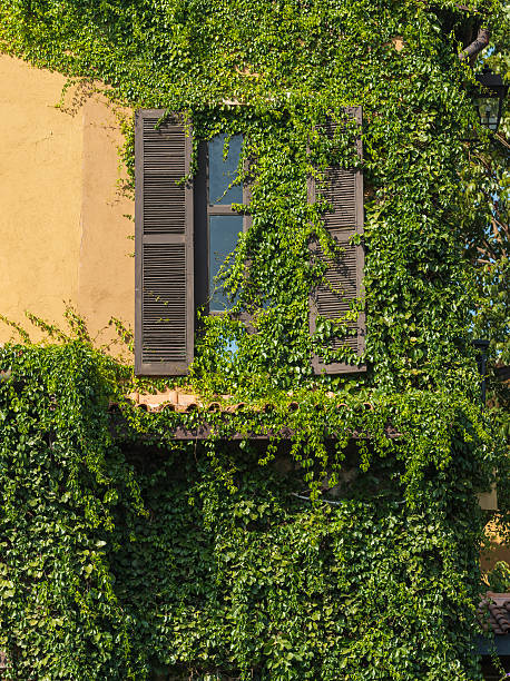 istock The ancient style window with climber plants. 468260040