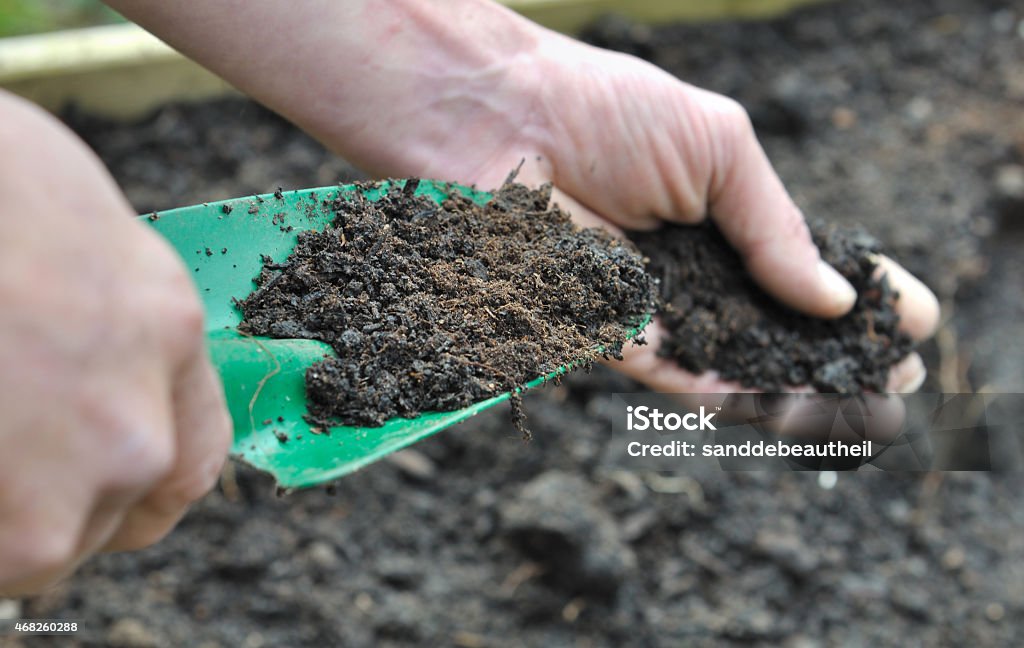 Gardner composting soil in garden hand man holding a gardening tool full with compost for garden 2015 Stock Photo