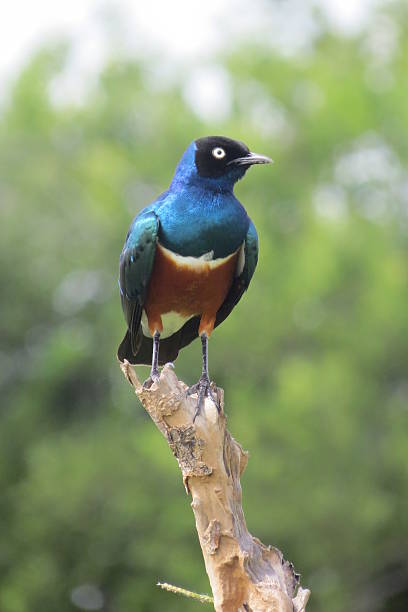 istock Superb Starling in the Ruaha National Park 468260310