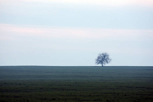 tree – Foto