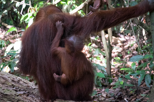 Baby climbing on the back of the mother orangutan