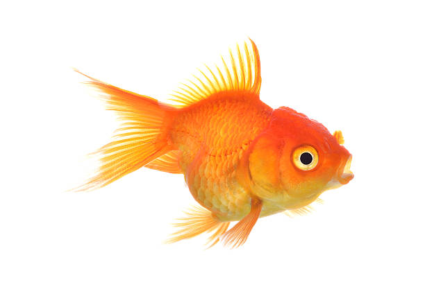 istock Gold fish Isolation on the white 468261512