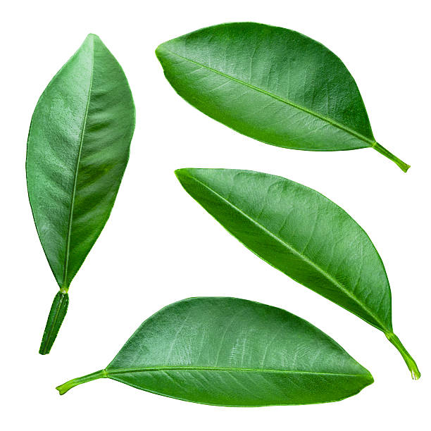 istock Citrus leaves isolated on a white background 468264829