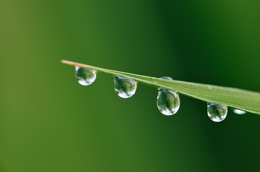 Two drops of dew on a branch