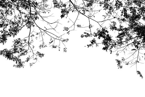 istock Naked branches of a tree against the dark blue sky 468265426