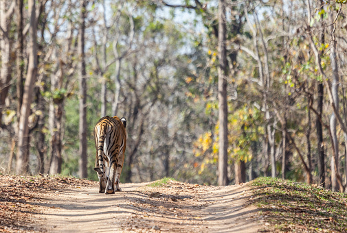 Wild Tigress caminando por una pista en una colina ridge. photo