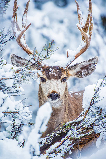 Arizona Mule Deer Arizona Mule Deer in Winter. Northern Arizona Kaibab National Forest, Grand Canyon Area. United States. mule deer stock pictures, royalty-free photos & images
