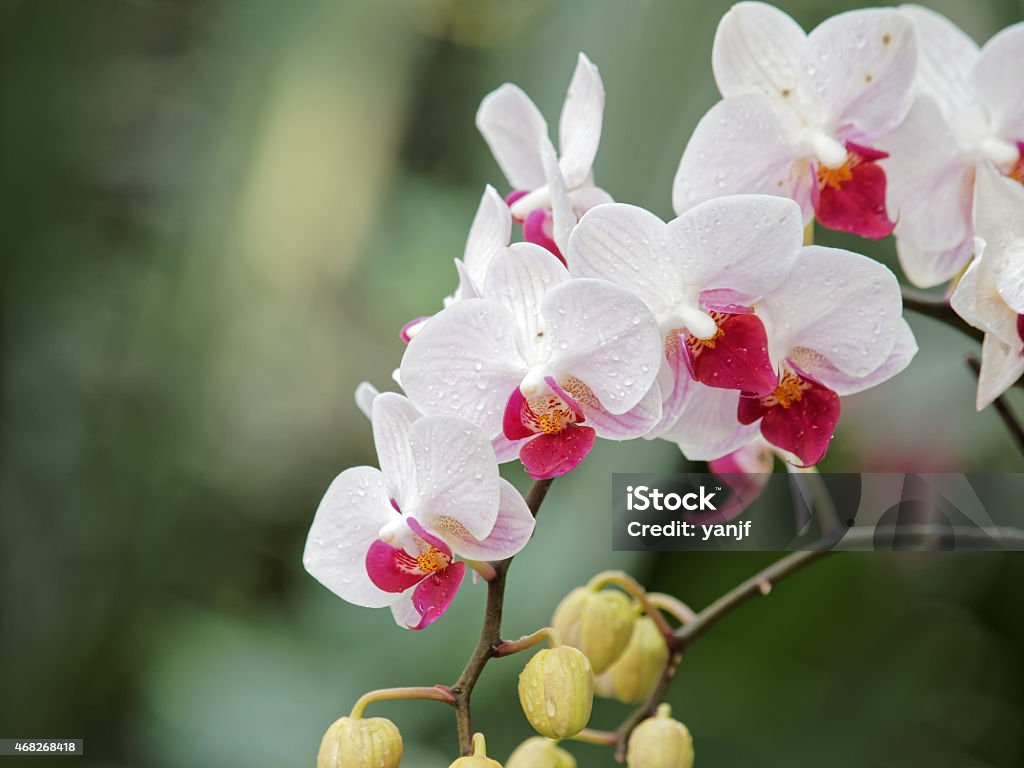 White orchids with purple heart White  orchids, Phalaenopsis, in garden, blurry backgrounds 2015 Stock Photo