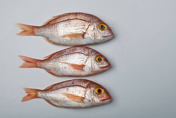 Fresh fish, red snapper