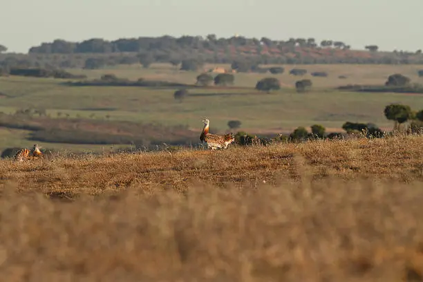 The Great Bustard is probably the most iconic bird of the Alentejo, Portugal.