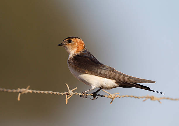 Red-rumped Swallow A Spring visitor to Portugal red rumped swallow stock pictures, royalty-free photos & images