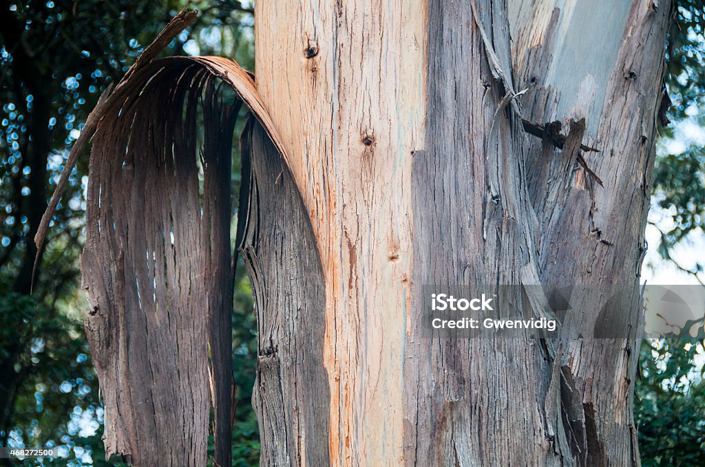 eucalyptus bark close-up of the bark of the trunk of a eucalyptus tree 2015 Stock Photo