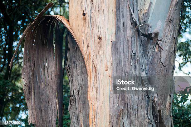 Eucalyptus Bark Stock Photo - Download Image Now - 2015, Close-up, Eucalyptus Tree