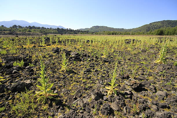 istock Conguillo Chile National Park 468272856