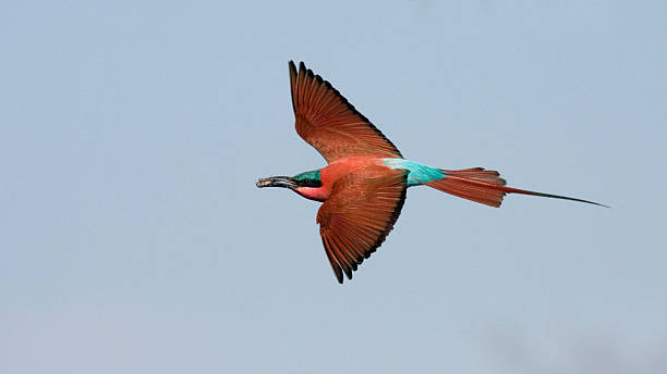 Scharlachspint; Merops nubicus; Carmine bee eater stock photo