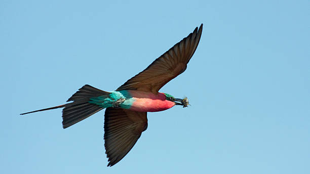 istock Scharlachspint; Merops nubicus; Carmine bee eater 468274575