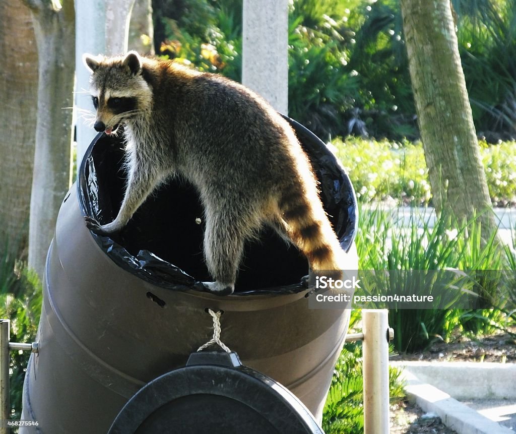 Raccoon (Procyon lotor) Raccoon looking for his next meal.	 Raccoon Stock Photo