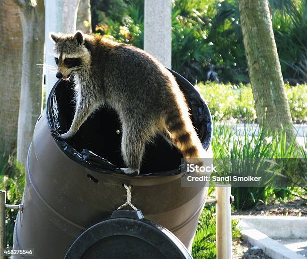 Raccoon Stock Photo - Download Image Now - Raccoon, Garbage, Garbage Can