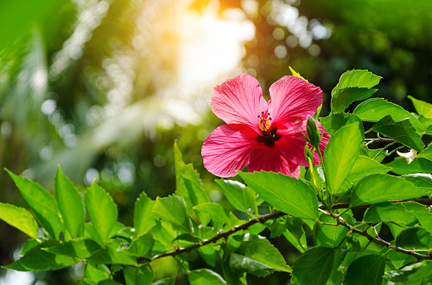 Hibiscus flower in front of palms in Bali Indonesia