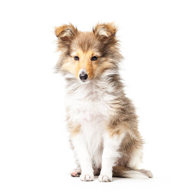 istock Sheltie puppy isolated on a white background 468276286