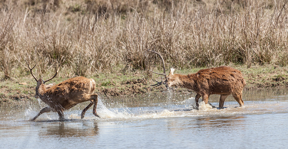 Two male Barasingha Deer, (aka Swamp Deer) of the hard ground race 