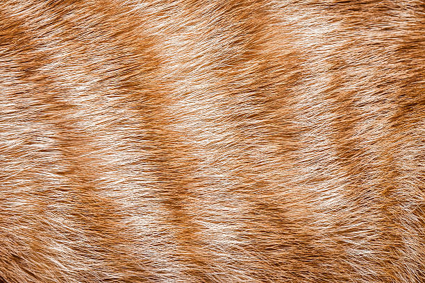 istock Close-up of ginger cat fur 468276944