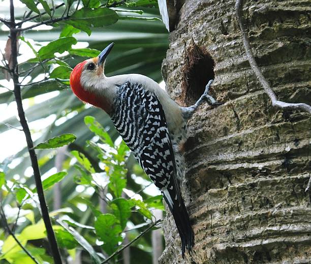 istock Red-bellied Woodpecker (Melanerpes carolinus) 468277096