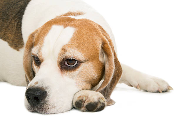 istock Sad, thoughtful, intelligent dog Beagle 468277434