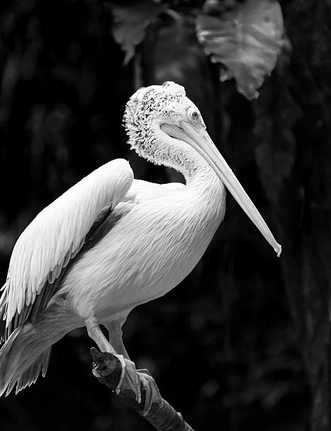 picopinto pelican - clipped wings fotografías e imágenes de stock