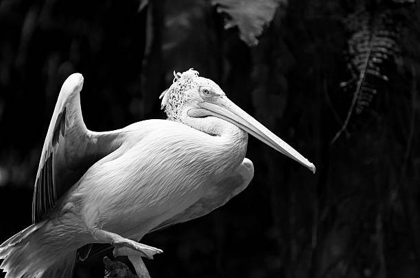 picopinto pelican - clipped wings fotografías e imágenes de stock